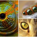10 Impresionantes ojos de animales | [Con imágenes]