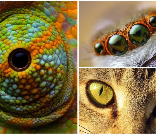 10 Impresionantes ojos de animales | [Con imágenes]