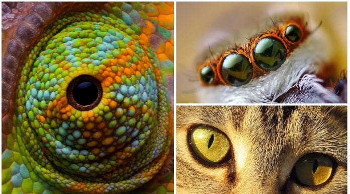 10 Impresionantes ojos de animales | [Con imágenes]
