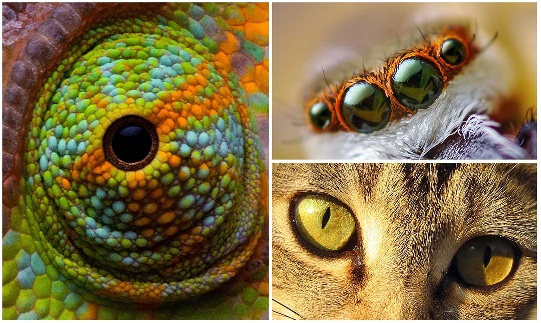 10 Impresionantes ojos de animales | [Con Imágenes]