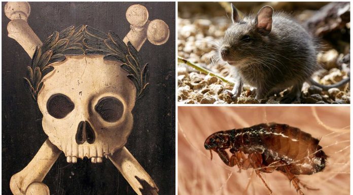 Científicos descubren que NO fueron ratas quienes propagaron la Peste