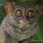 El Tarsero Fantasma, los ojos más hipnóticos del mundo animal