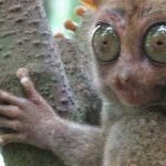 El Tarsero Fantasma, los ojos más hipnóticos del mundo animal