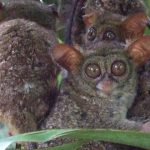El Tarsero Fantasma, los ojos más hipnóticos del mundo animal