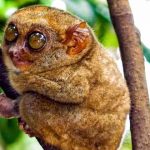 El Tarsero Fantasma, los ojos más hipnóticos del mundo animal