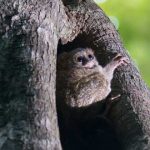 El Tarsero Fantasma, los ojos más hipnóticos del mundo animal