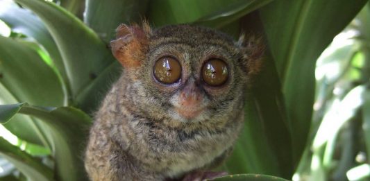 El Tarsero Fantasma, los ojos más hipnóticos del mundo animal