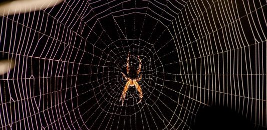 ¿Matar o no a las arañas de tu casa? | Existe una excepción