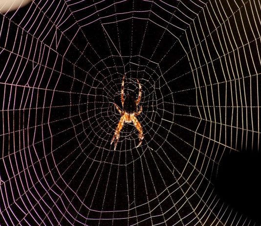 ¿Matar o no a las arañas de tu casa? | Existe una excepción