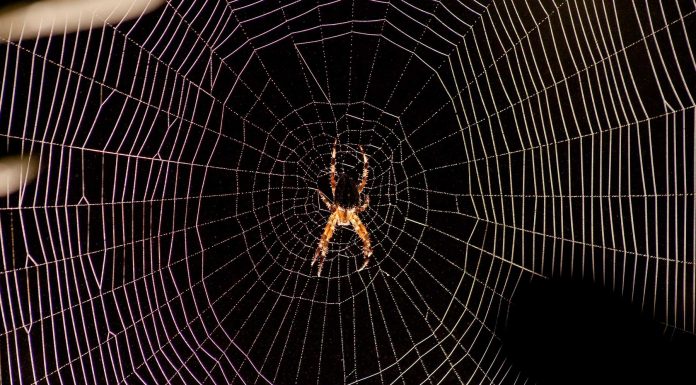 ¿Matar o no a las arañas de tu casa? | Existe una excepción