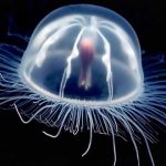 Animales raros | Medusas Turritopsis dohrnii