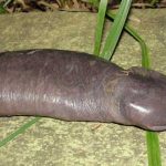 Animales raros del mundo, Atretochoana eiselti