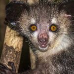 Animales raros del mundo, Aye-aye