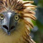 Animales raros del mundo, Águila filipina