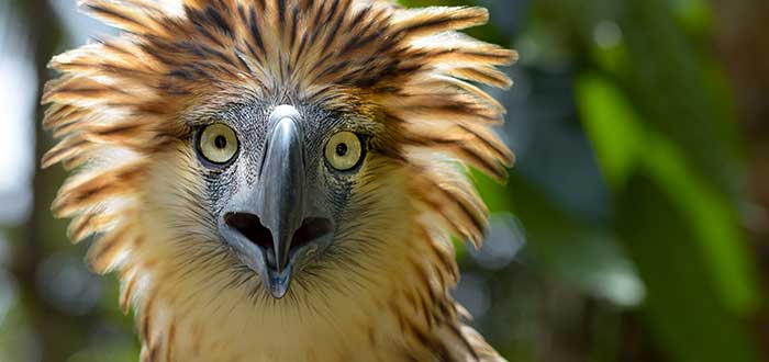 Animales raros del mundo, Águila filipina