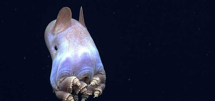 Animales raros del mundo, Cerdo de mar