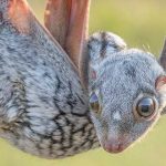 Animales raros del mundo, Colugo