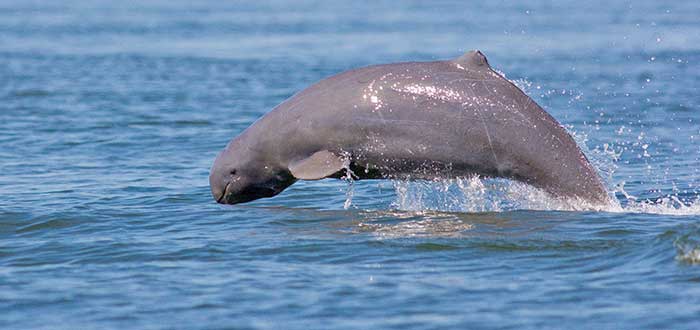Animais Raros do Mundo, Golfinho do Rio Irawadi