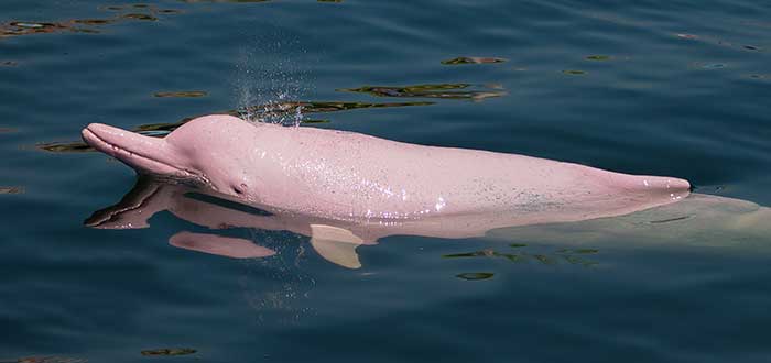 Animais raros do mundo, golfinho rosa amazônico