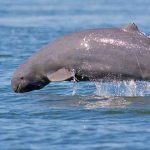 Animales raros del mundo, Delfín del río Irawadi