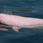 Animales raros del mundo, Delfín rosado del amazonas