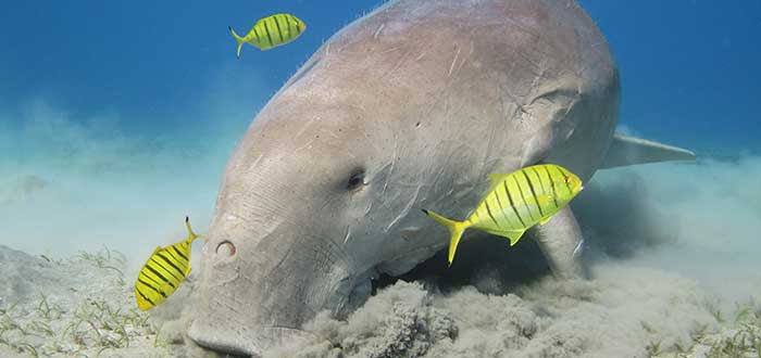 Animales raros del mundo, Dugong dugon
