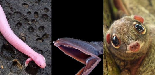 Animales raros del mundo | Fascinantes y curiosos