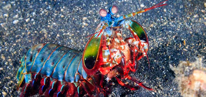 Animales raros del mundo, Gamba mantis