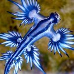 Animales raros del mundo, Glaucus atlanticus