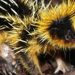 Animales raros del mundo, Hemicentetes semispinosus