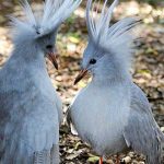 Animales raros del mundo, Kagu