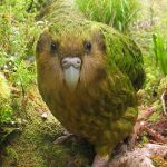 Animales raros del mundo, Kakapo