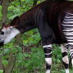 Animales raros del mundo, Okapi