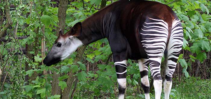 Animales raros del mundo, Okapi