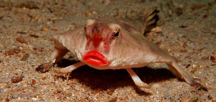 Animais raros do mundo, peixe-morcego-de-lábios-vermelhos