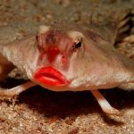 Animales raros del mundo, Pez murciélago de labios rojos