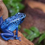 Animales raros del mundo, Rana flecha azul