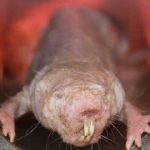 Animales raros del mundo, Rata topo desnuda