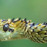 Animales raros del mundo, Serpiente Atheris Hispida