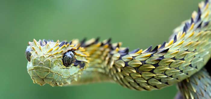 Animales raros del mundo, Serpiente Atheris Hispida