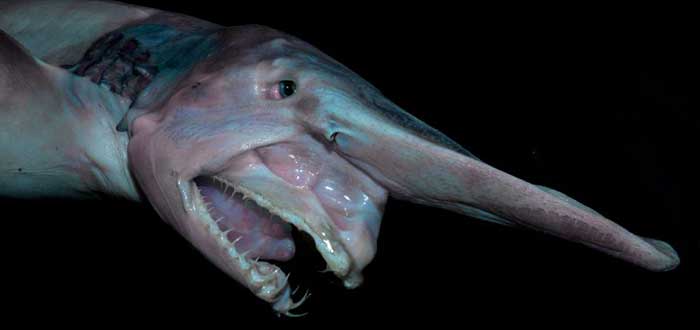 Animais raros do mundo, Goblin Shark