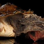 Animales raros del mundo, Tortuga matamata