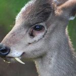 Animales raros del mundo, ciervo de copete