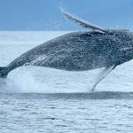 Antepasado de la ballena ‘