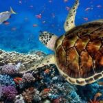 tortugas marinas