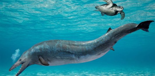 Antepasado de la ballena