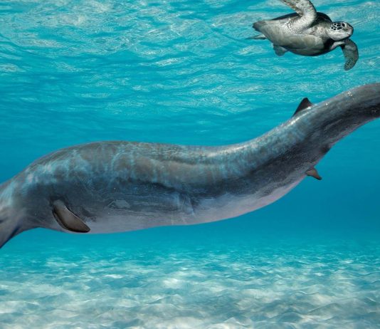 Un antepasado de la ballena terrorífico | Llanocetus denticrenatus Antepasado de la ballena