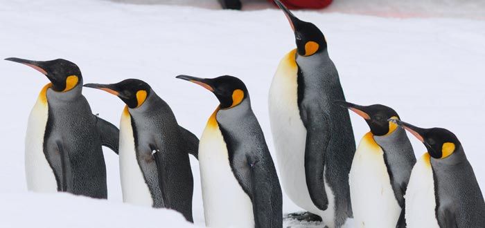 animales de la Antártida, pingüino emperador