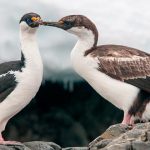 animales de la Antártida, cormorán antártico