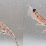 animales de la Antártida, krill antártico